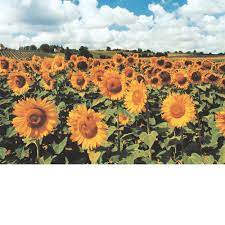 Tomax Sunflowers 500 Piece Jigsaw Puzzle