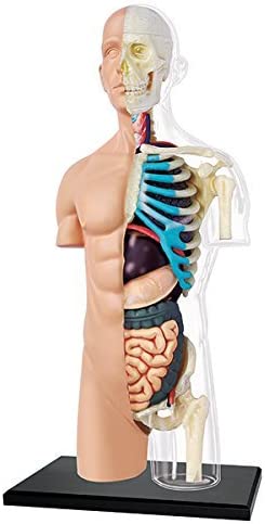 4D Human Half Cleared Torso