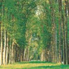 Puzzlelife Tree Lined Road 500 Piece Jigsaw Puzzle