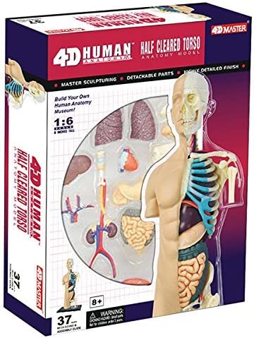 4D Human Half Cleared Torso