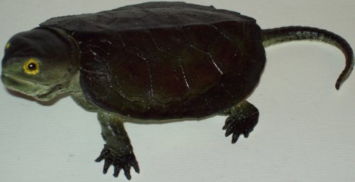 Mamejo 7" Snapping Baby Turtle Toy Figure