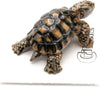 Little Critterz "Joshua" Desert Tortoise Porcelain Figurine
