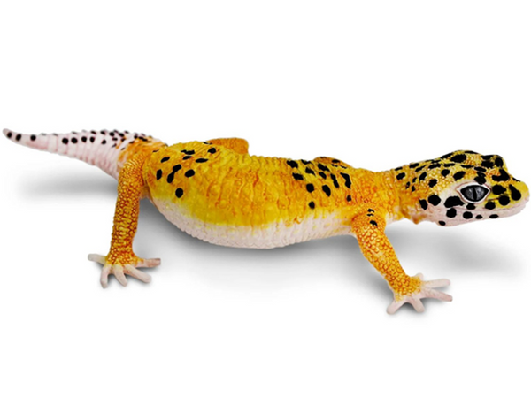 Safari Leopard Gecko