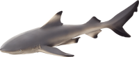 MOJO Black Tip Reef Shark