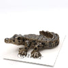 Little Critterz "Scales" American Crocodile