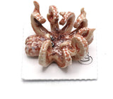 Little Critterz "Jet Octopus Hand Painted Porcelain Figurine