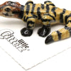 Little Critterz "Junior" American Alligator