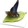 Little Critterz "Venus" Blue Morpho Butterfly