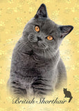 Educa British Shorthair