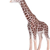 Mojo Giraffe Male