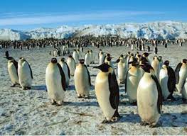 Puzzlelife Emperor Penguins 500 Piece Jigsaw Puzzle