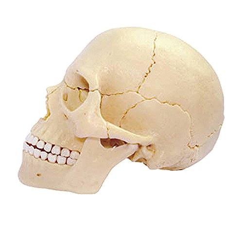 4D Master 26086 Human Anatomy Exploded Skull Model 3D Puzzle, One Color