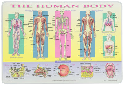 Painless Learning Placemats Science Skills